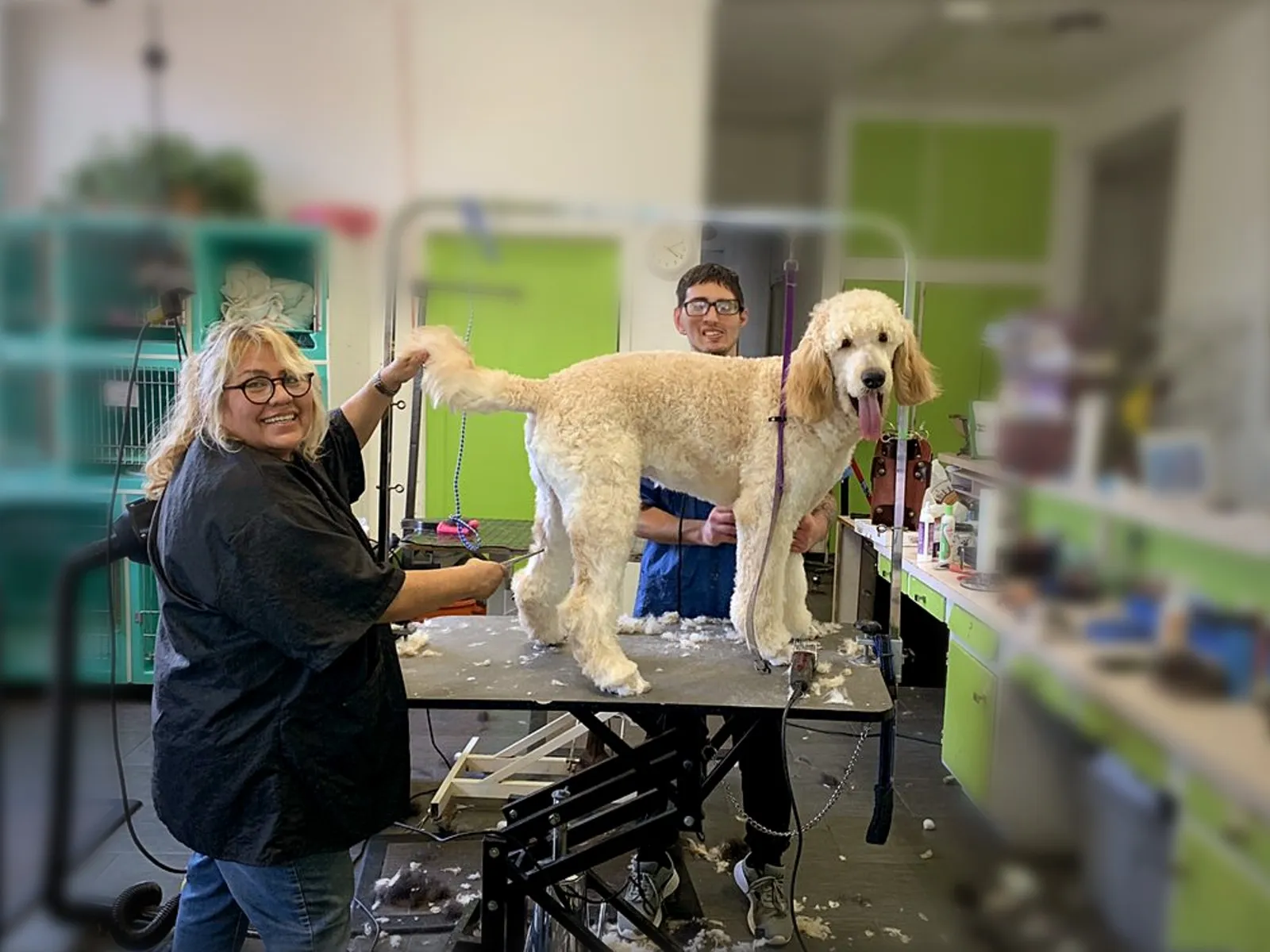 Discount Pets groomers with a freshly groomed poodle